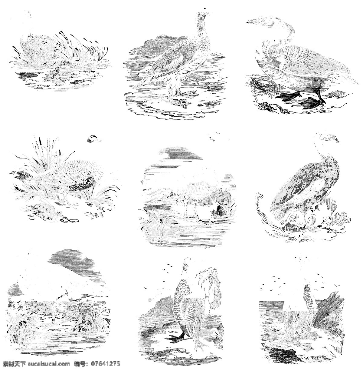 鸟类 欧美 古典 线条 矢量 动物 库 欧洲古典素材 矢量素材 素描素材 线条素材 非 主流 矢量图 其他矢量图