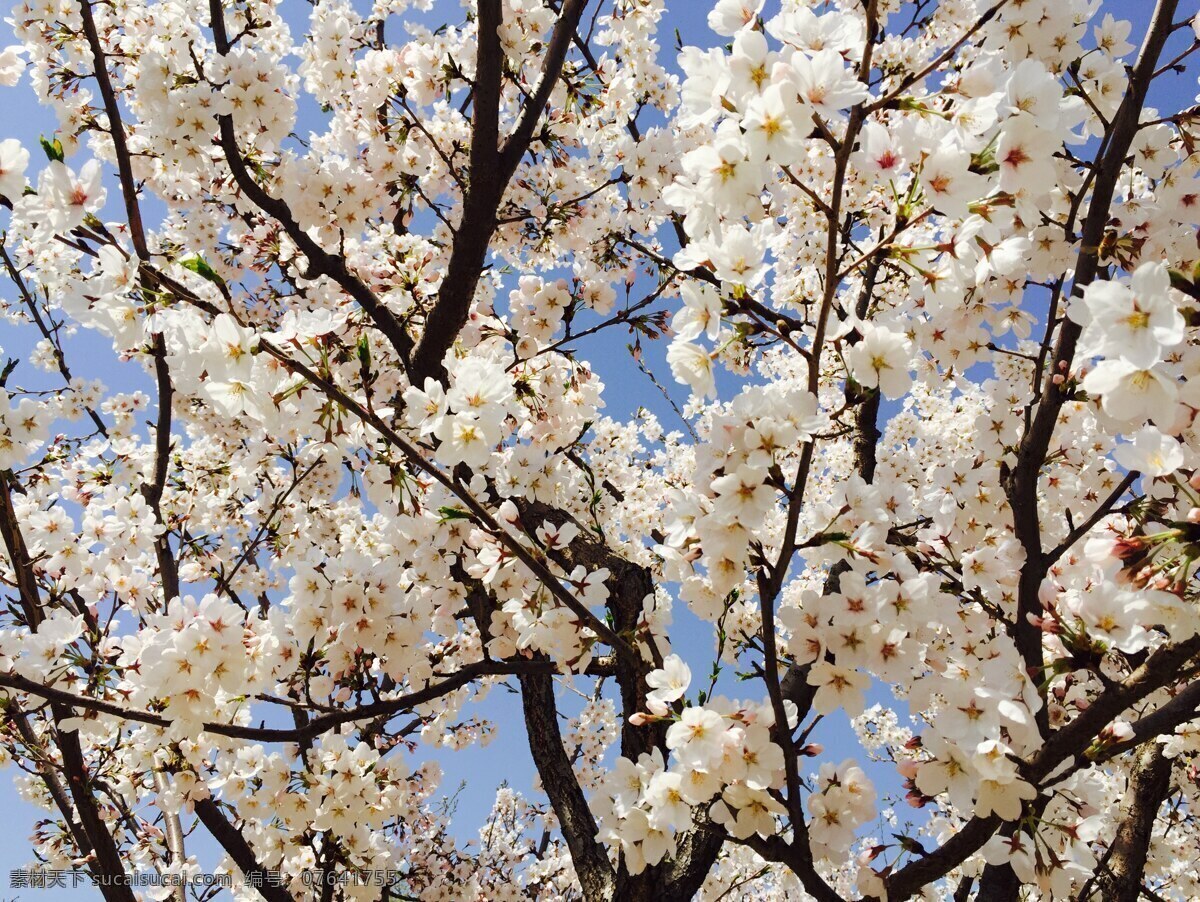 樱花 东京樱花 白色樱花 灿烂樱花 春天 自然景观 自然风景