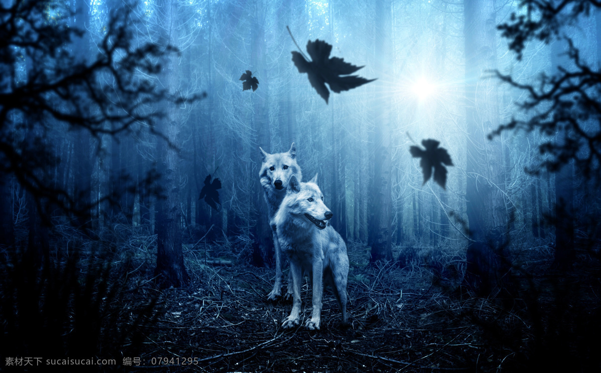 狼群 雪狼 景观 气氛 动物世界 捕食 野生动物 雪山 树林狼 幽暗森林 幽暗树林 摄影高清图 生物世界