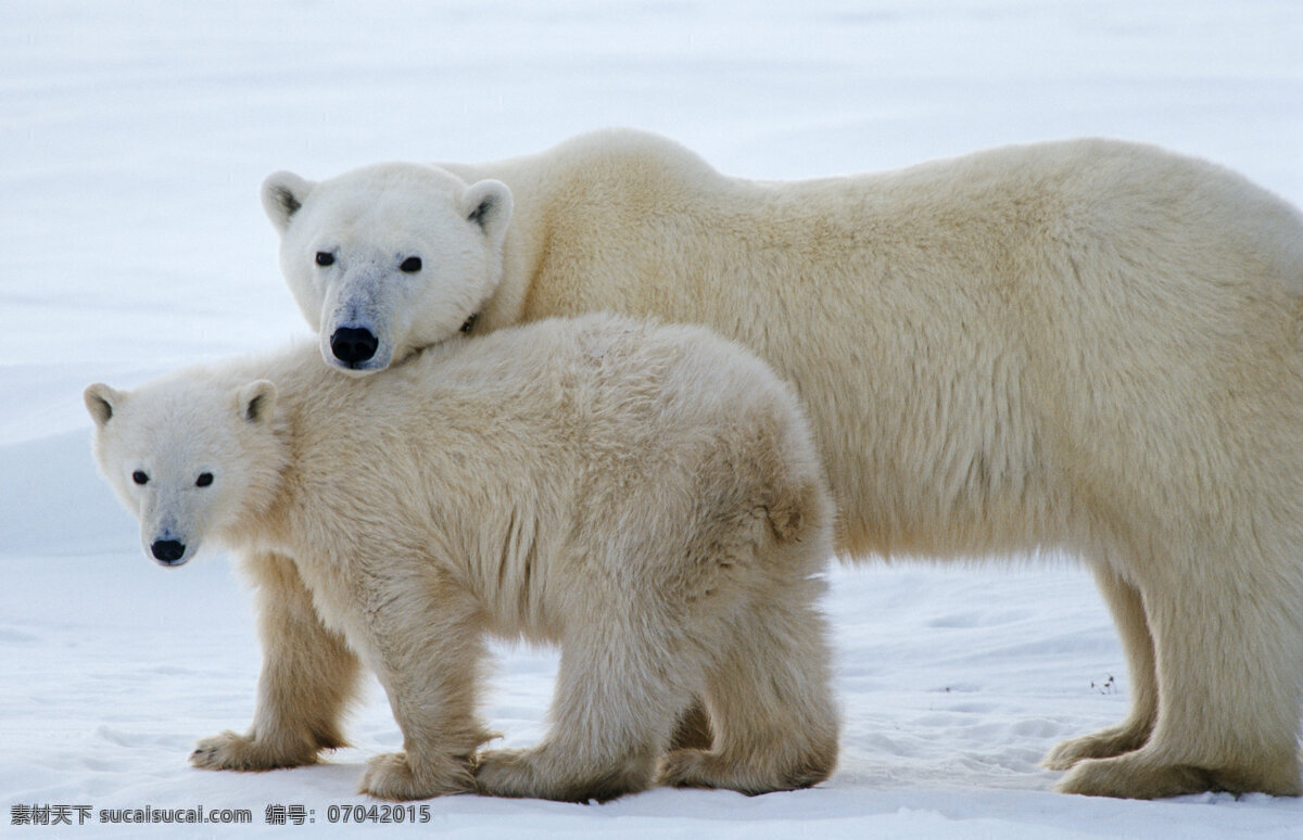 大小 北极熊 脯乳动物 保护动物 熊 雪地 野生动物 动物世界 摄影图 陆地动物 生物世界