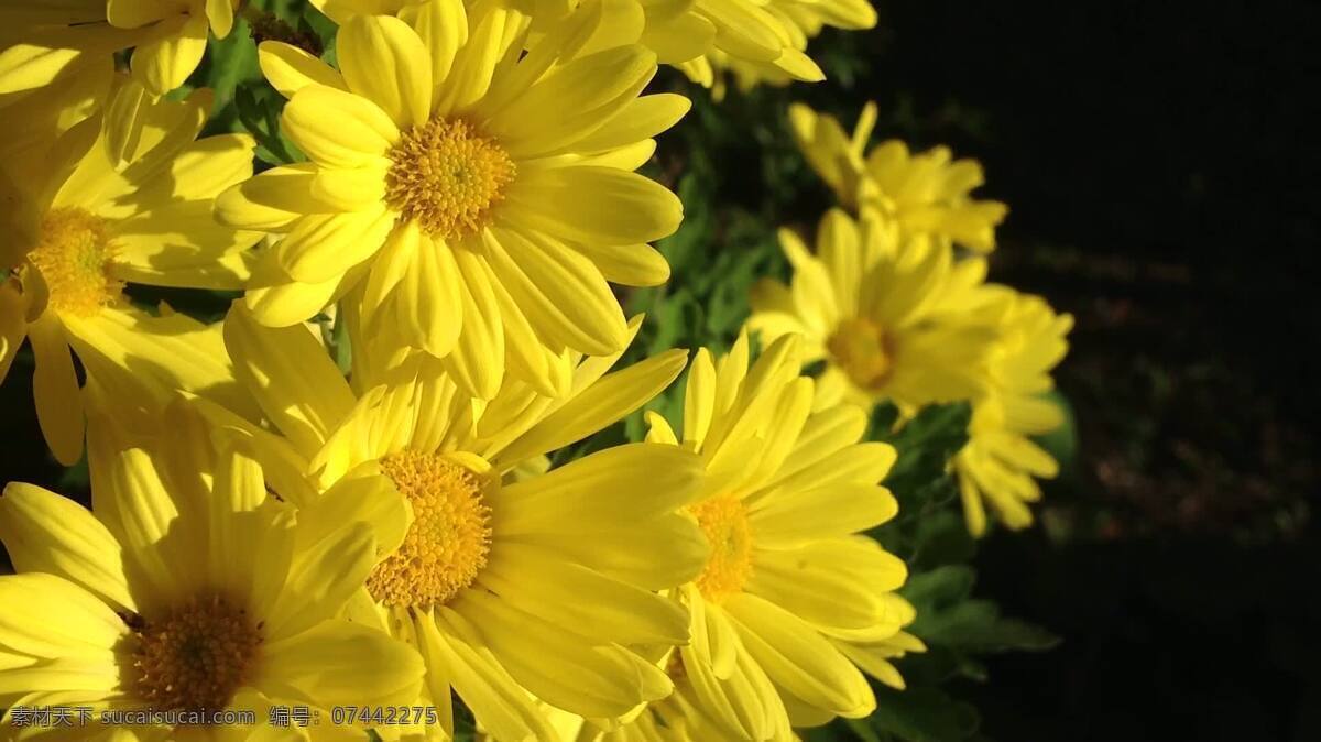 秋花 自然 花 黄色的 秋天 太阳 鞋底 铅黄 菲奥里 光 花园 植物 平面图