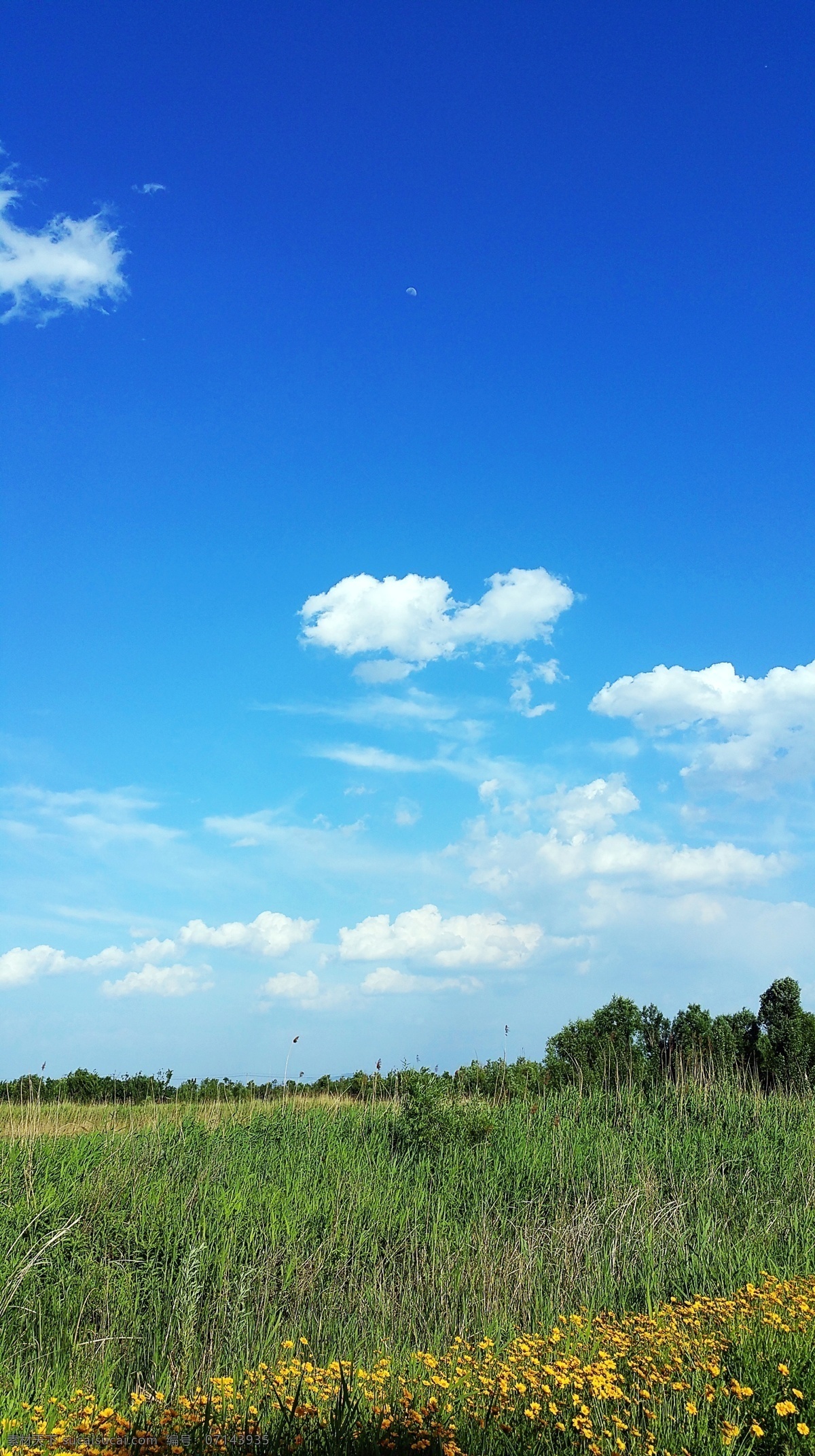 济西湿地公园 蓝天 白云 绿树 黄花 绿叶 初春 济南 山东 2016 济南风光 自然景观 自然风景
