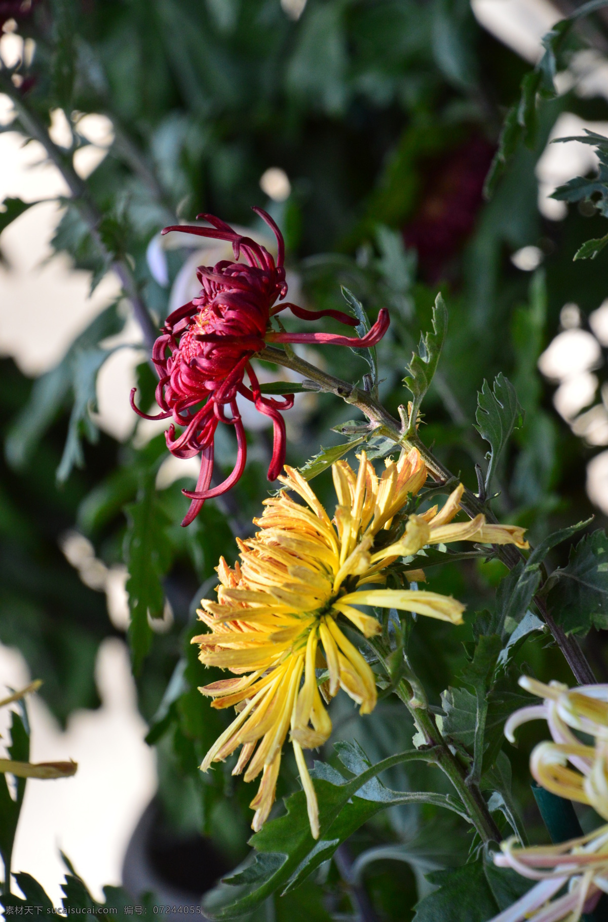 秋菊 观赏花卉 园艺 花卉素材 寿客 金英 黄华 陶菊 花卉 花儿 花草 花朵 花瓣 花蕊 菊菊花 生物世界