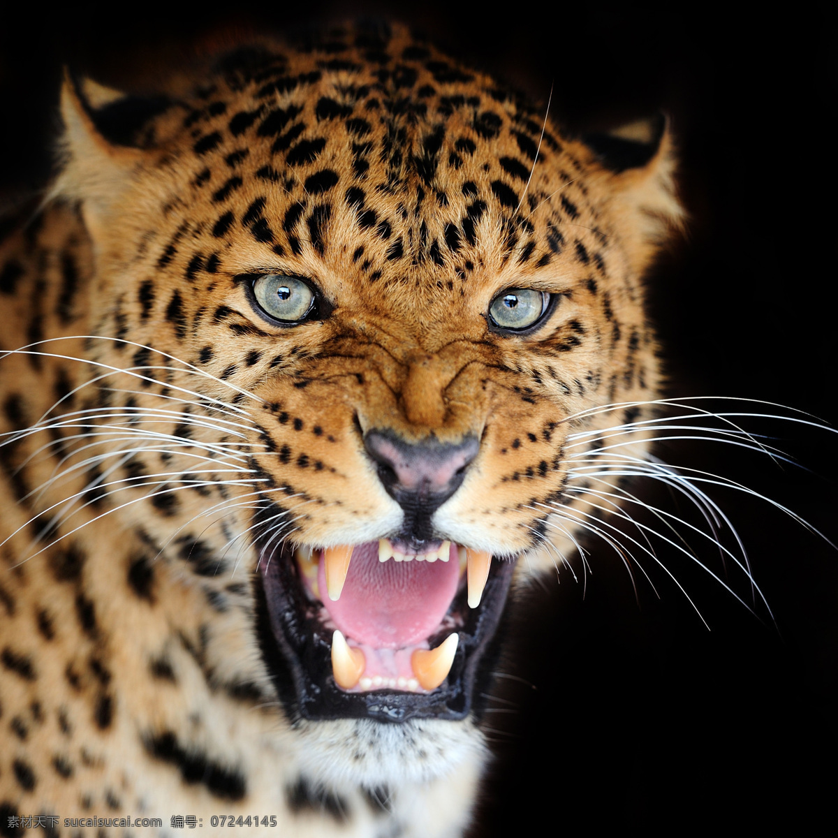 发怒的豹子 张开 嘴巴 豹子 发怒 凶猛 猎豹 野生动物 动物摄影 陆地动物 生物世界 黑色