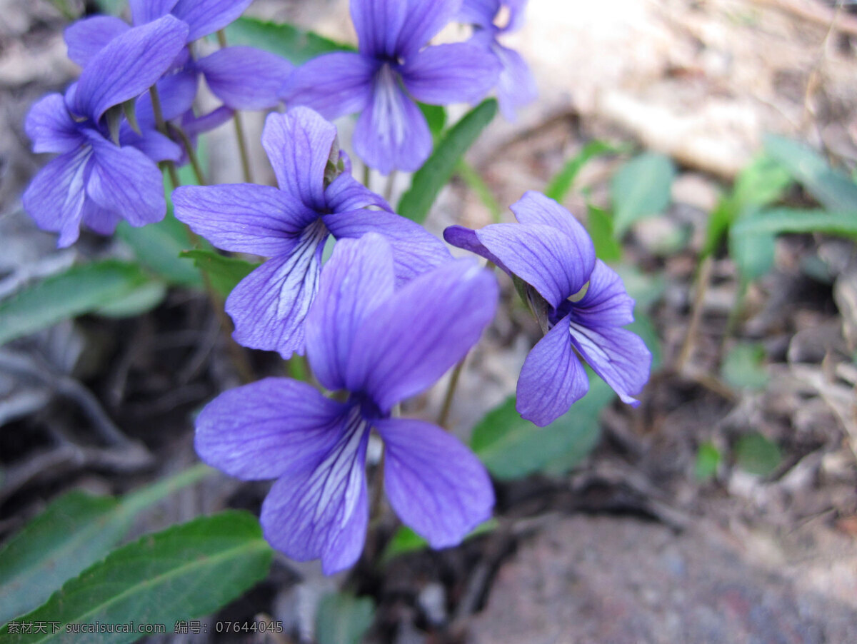 紫花地丁 春花 野花 春天 紫色 小花 生物世界 花草