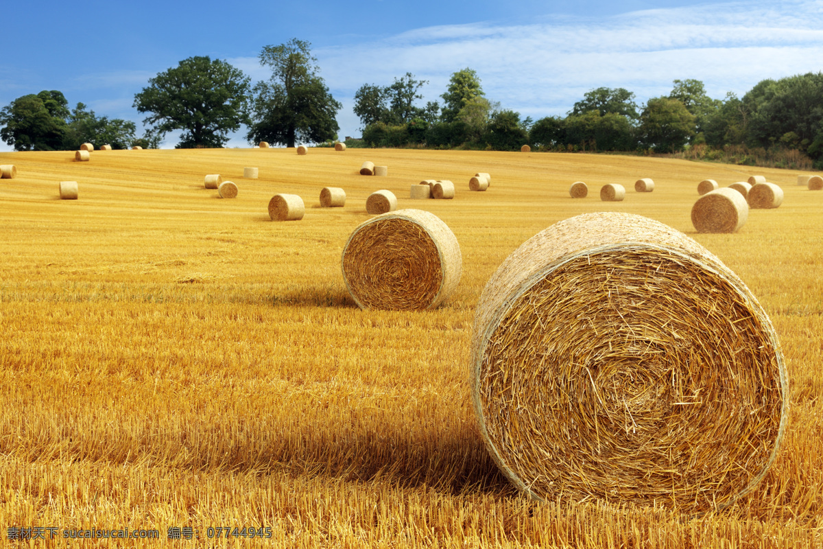 麦地 麦田 麦子 小麦 麦穗 丰收 金色小麦 收获 田野 天空 云彩 风景 风光 自然 高清 田园风光 自然景观 棕色