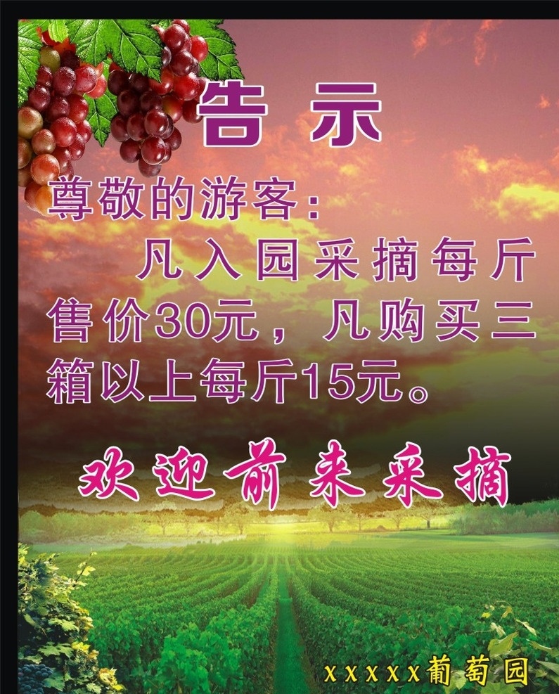 葡萄园告示 葡萄园 告示 采摘 绿色园 巨峰葡萄
