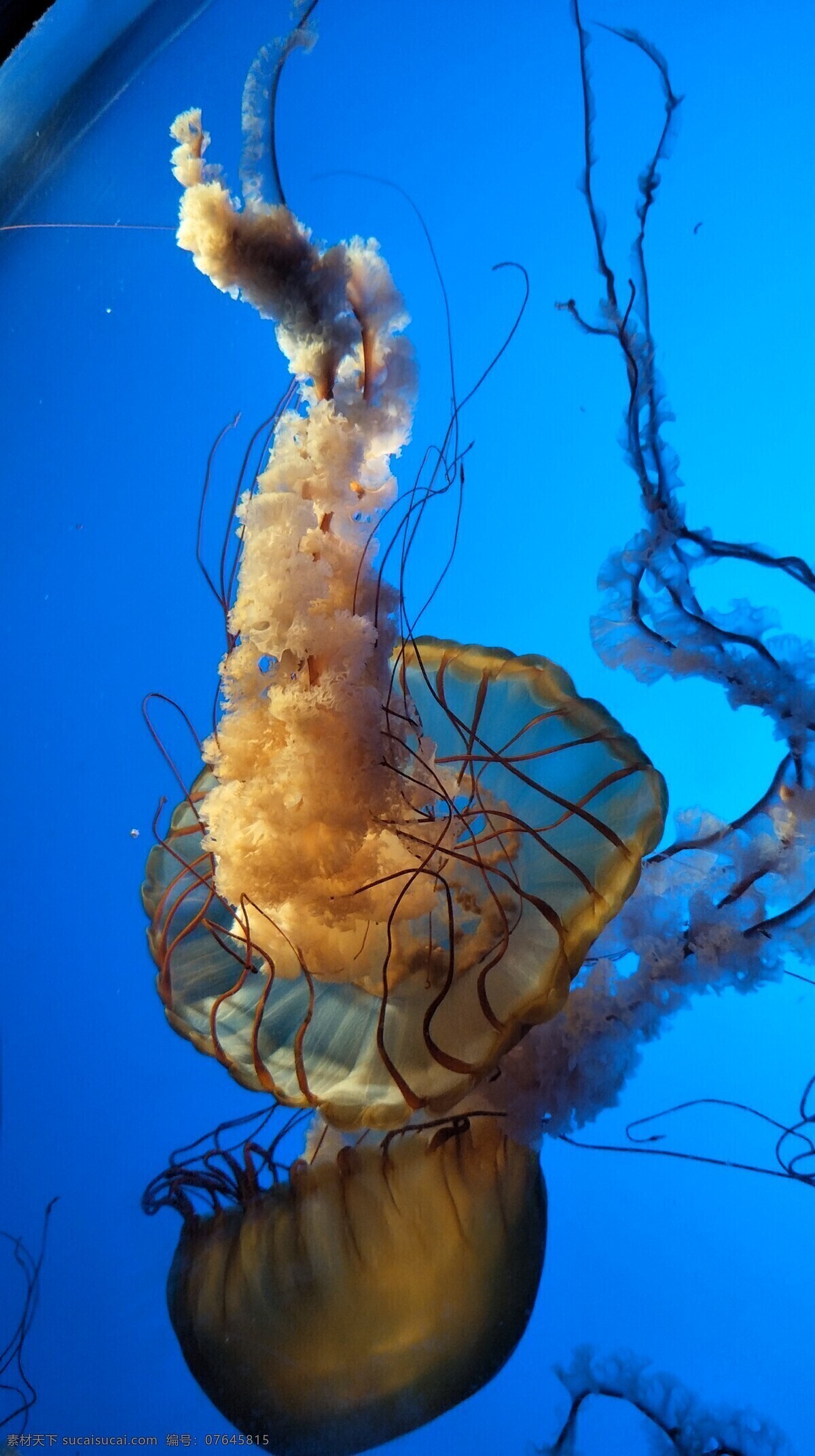水母 海洋生物 透明 美丽 水 生物世界