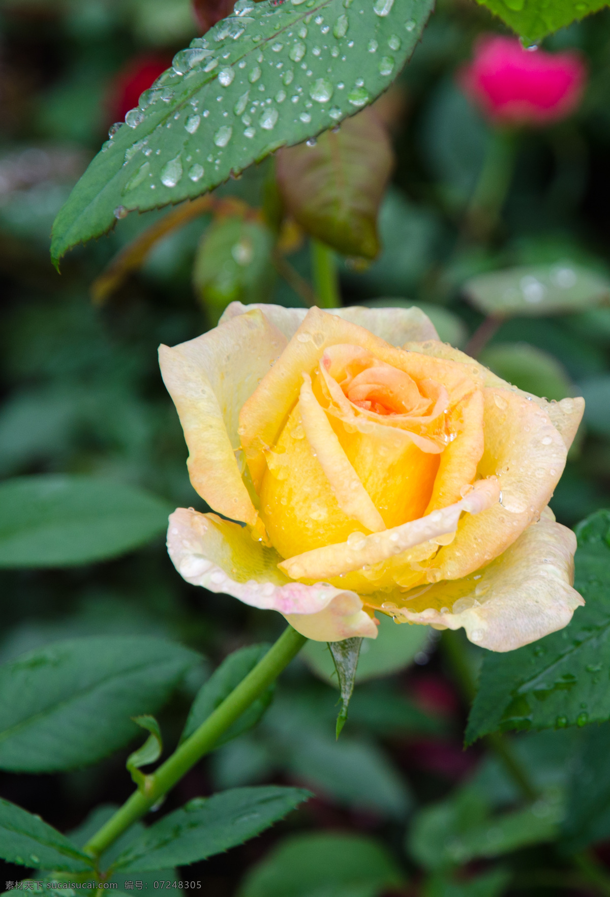 黄玫瑰 雨后 玫瑰 雨滴 野玫瑰 月季 花 花草 生物世界