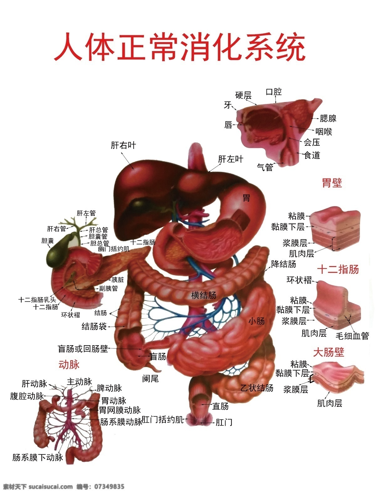 人体 正常 消化系统 图 正常消化系统 器官 生命 医学 科普 解剖图 肝胆胰 人体器官 人体标本 生命科学 生物教学 生理教学挂图 人体结构 生活百科 医疗保健