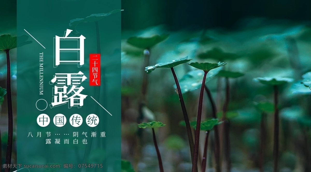 白露 二十四节气图 24节气图 24节气 节气歌 立春 雨水 惊蛰 春分 清明 谷雨 立夏 小满 芒种 夏至 小暑大暑 立秋 处暑 秋分 寒露 霜降 立冬 小雪 大雪 冬至 小寒 大寒 日历挂画 传统文化 文化 节气 节气文化 中国传统文化 24节气文化 二十四节气 海报