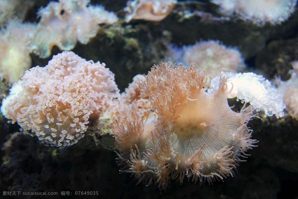 尼罗河珊瑚 海洋生物 珊瑚 有毒生物 生物世界 危险水生物 摄影图库 海底世界