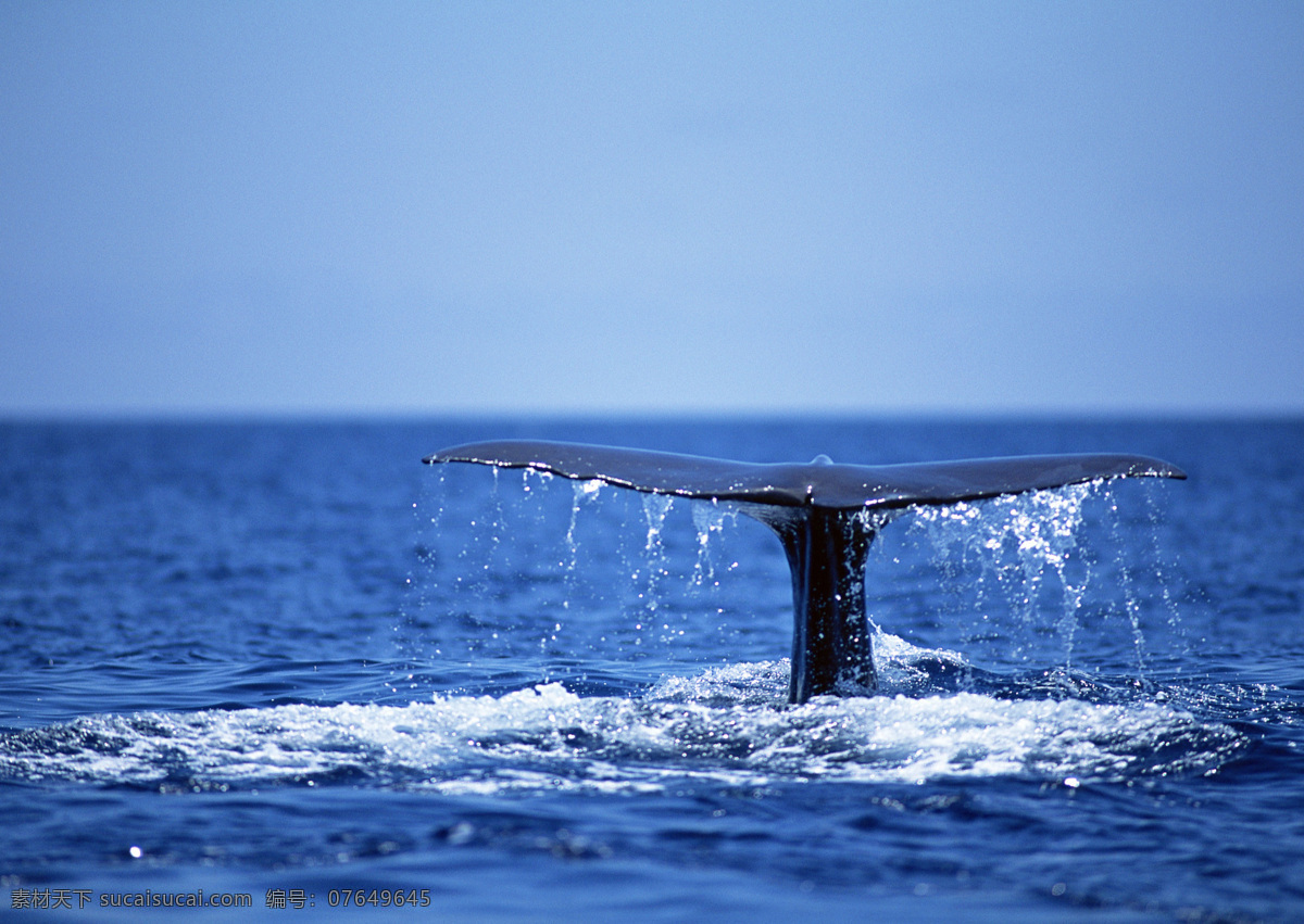 鲸鱼免费下载 海豚 海洋 鲸鱼 景色 生物 跳跃 鱼类 生物世界