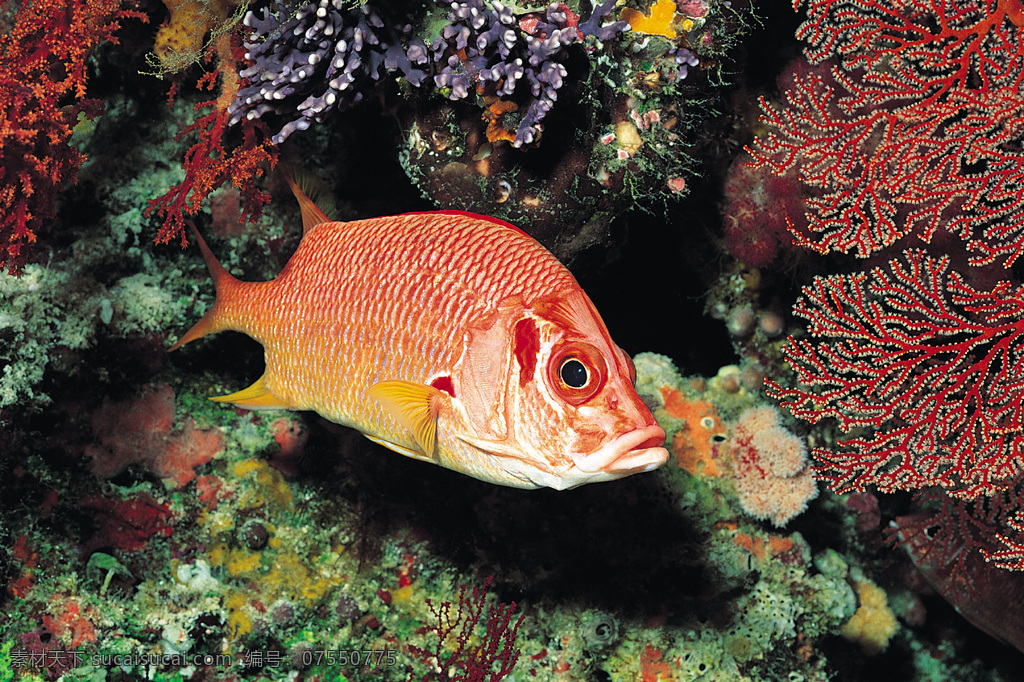 穿梭 海底 水族 鱼 珊瑚 旅游摄影 国内旅游 摄影图库