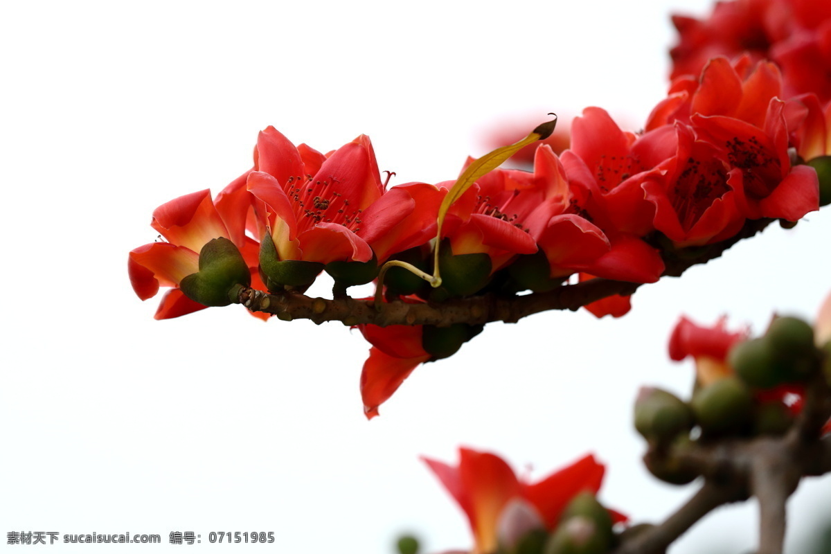 木棉花