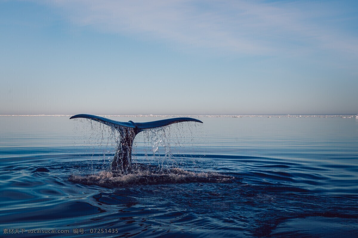 蓝天 大海 鲸鱼尾巴 露出水面的 尾巴 蓝天白云 蓝色海水 波动海水 自然景观 自然风景