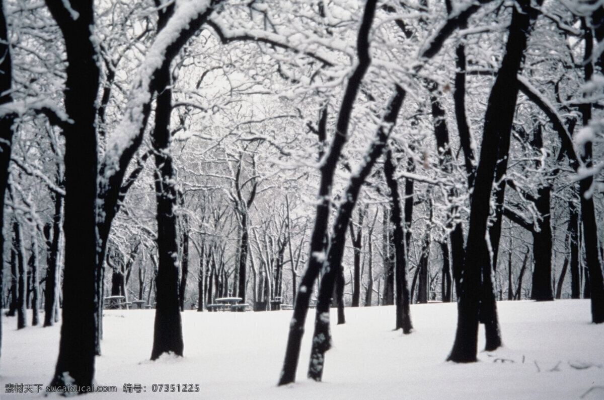 雪山图片素材 湿地 自然风景 自然景观 高清图片 草地 jpg图片 大自然 冬天 森林图片 风景图片 风景画 林木风景 雪山 雪地 树枝 冬天景象 山水风景