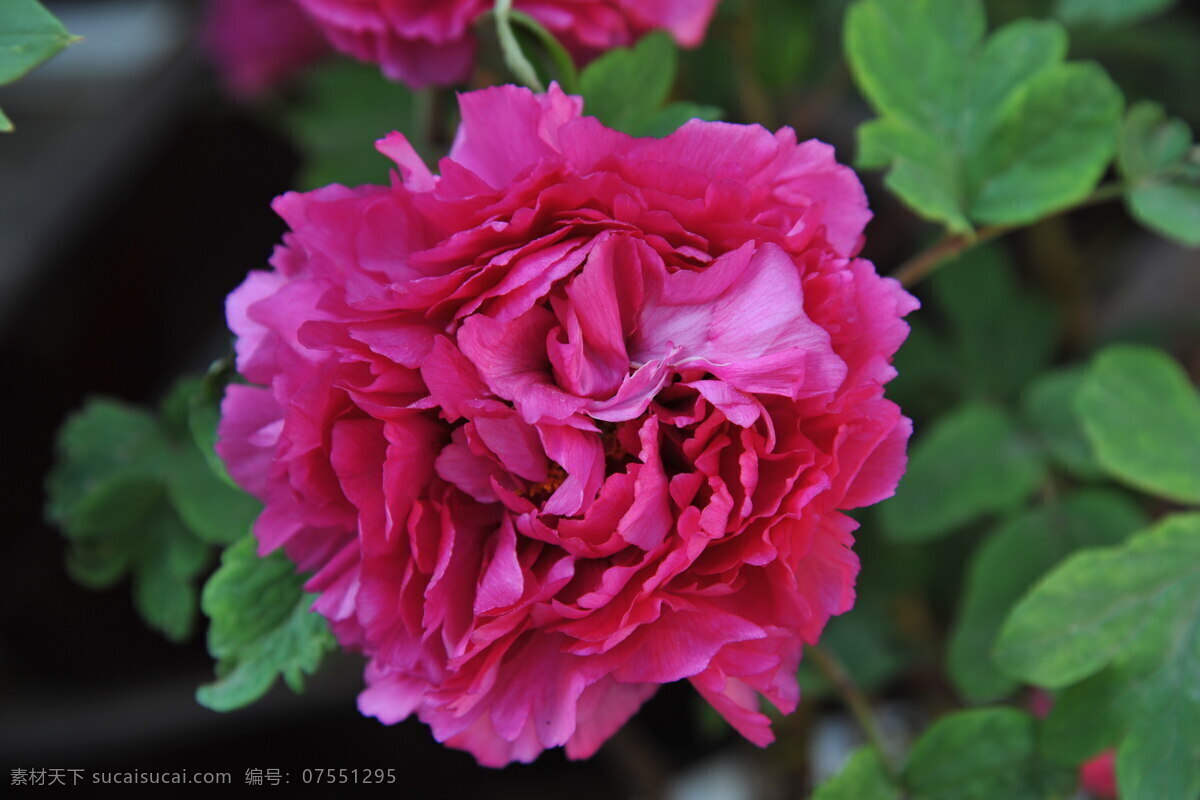 牡丹 大花牡丹 花卉 植物 花朵 郁金香 多层牡丹 紫色 红色 一朵 花草 生物世界 自然风景 旅游摄影