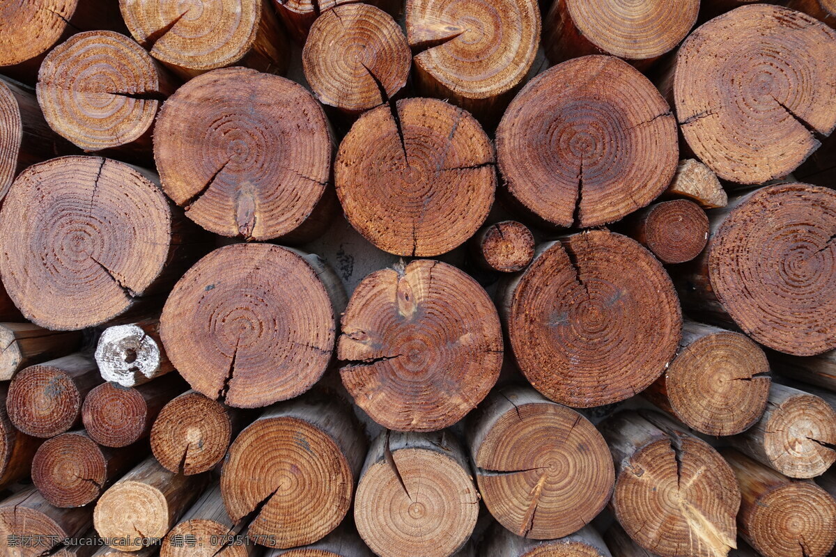 年轮 树轮 树木 纹理 木材 生活百科 生活素材