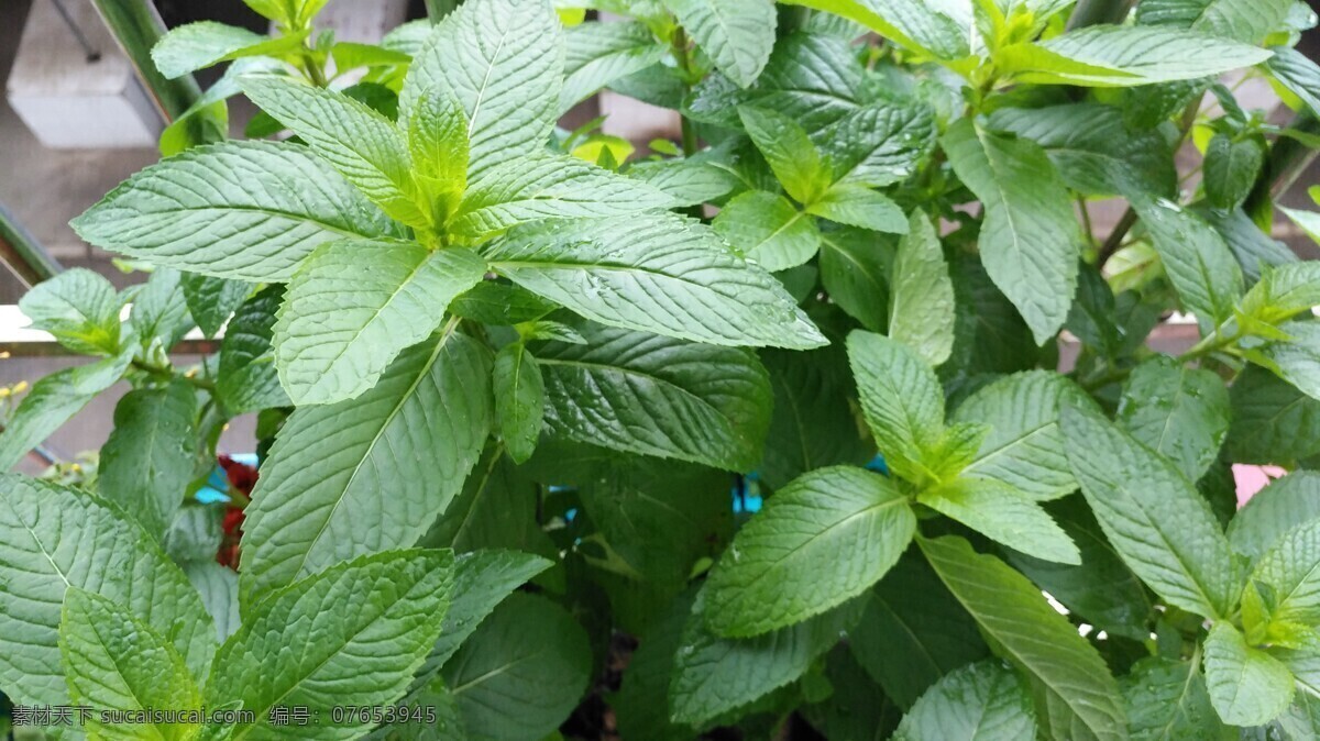 田园风光 随拍 别称 野薄荷 夜息香 植物 绿色 仁丹草 见肿消 中草药 薄荷花 银丹草 藿香 紫苏 薄荷 石菖蒲 自然景观