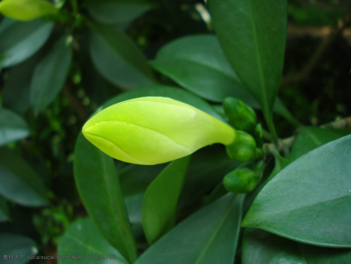 灰莉 生物 植物 花草 草本 观赏 园艺 灌木 多肉 绿化 非洲茉莉 华灰莉 生物世界