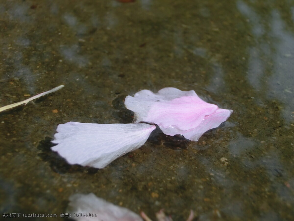 春季 倒影 粉红色 花瓣 花草 花朵 花卉 花类 植物 樱花 水中 樱花飞舞 生物世界 psd源文件