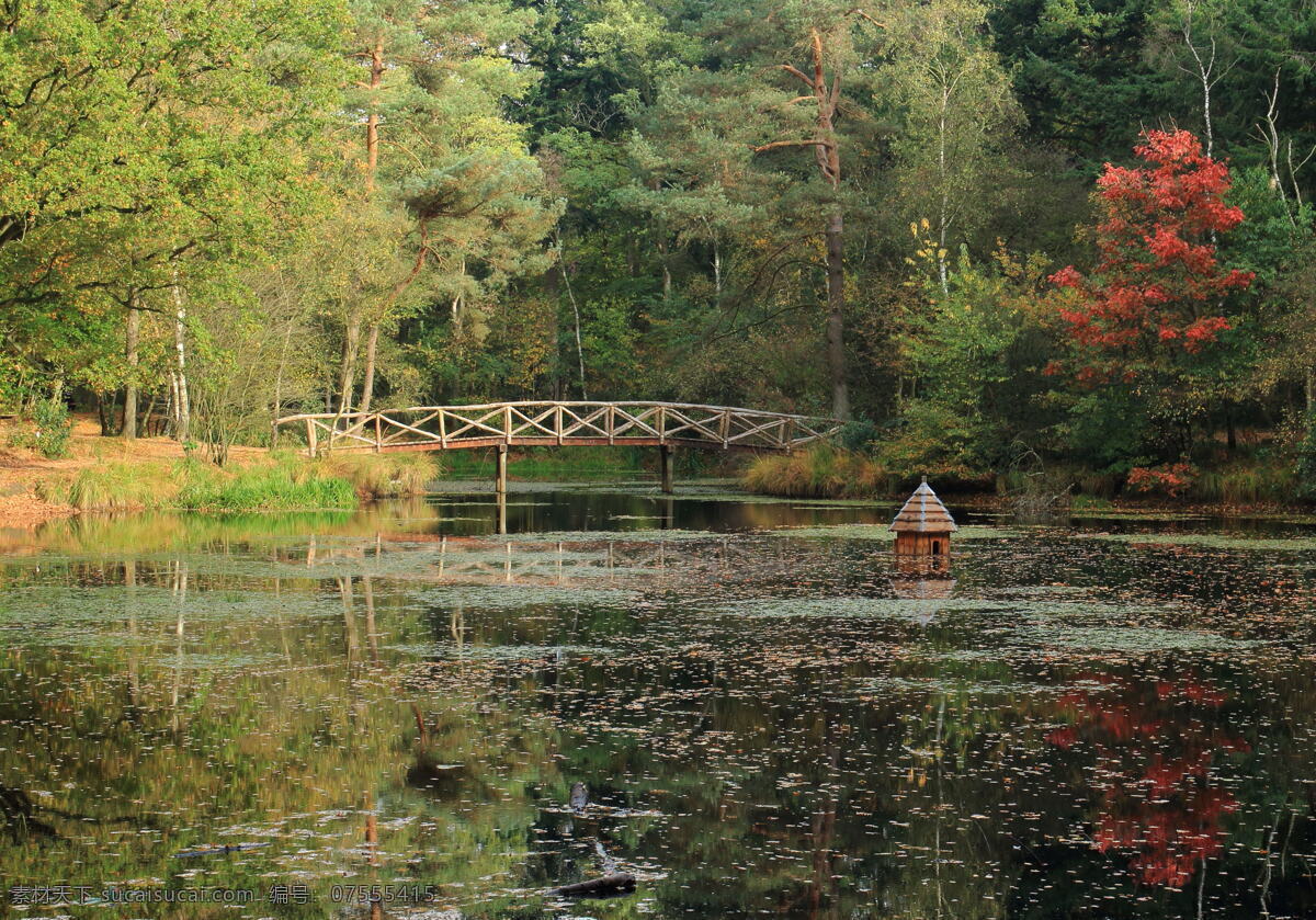 林间小桥 桥 风景 树木 水塘 自然风景 自然景观