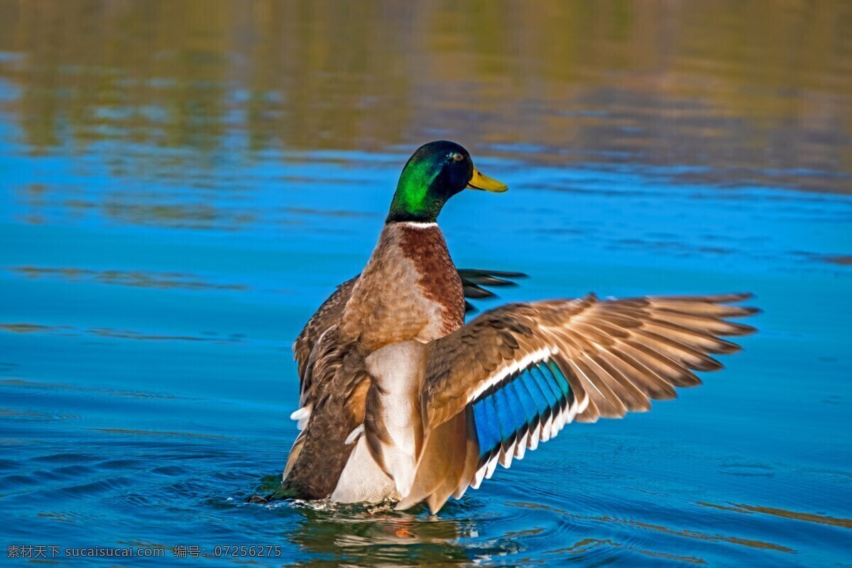 水鸭 鸭 动物 水 水禽 绿头鸭 schwimmvogel 生物世界 其他生物