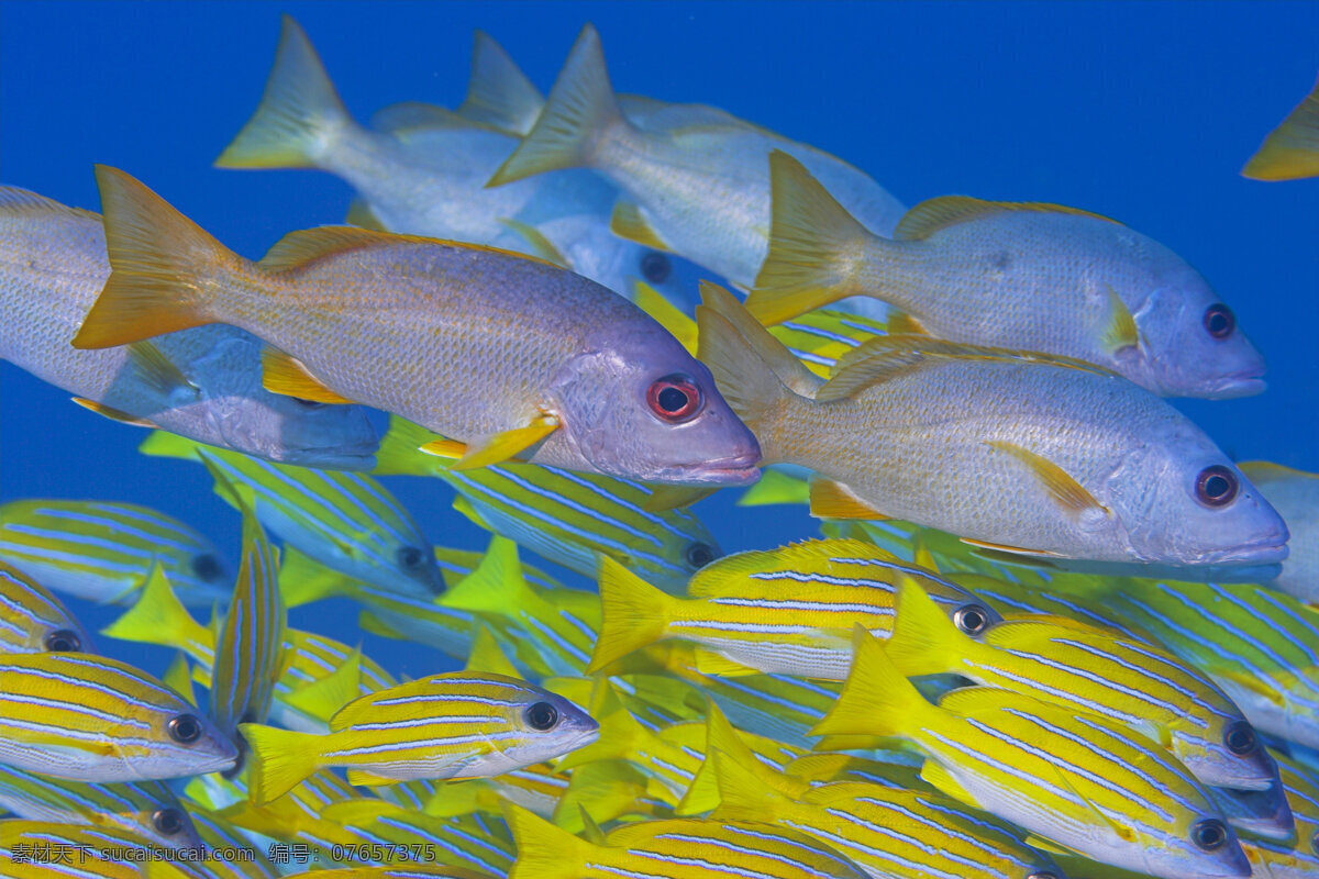 海洋鱼类 特写 海底摄影 鱼群 海底世界 海底 海洋 大海 海中生物 自然界 鱼类 海鱼 大海图片 风景图片