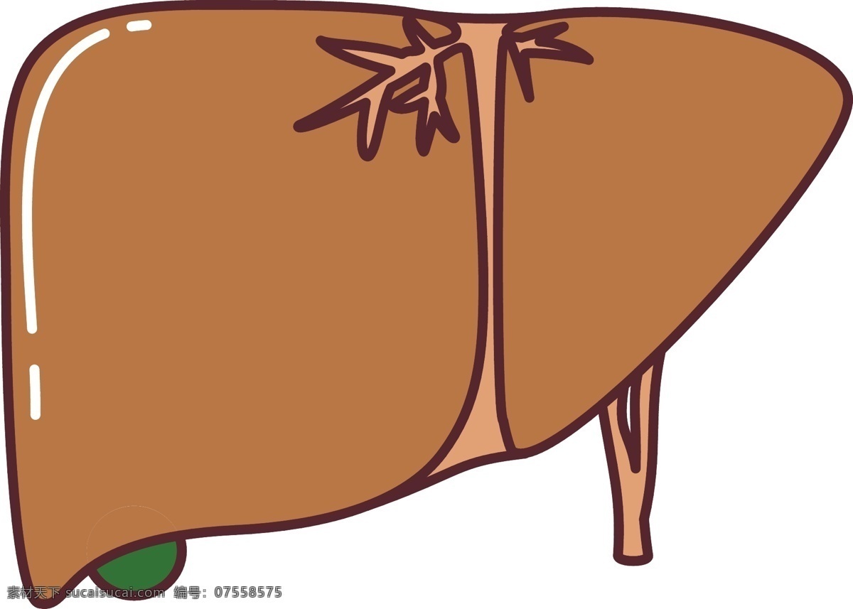 人体 器官 胰 脏 插画 褐色的胰脏 卡通插画 内脏插画 人体器官 器官插画 胰脏插画 造血的器官