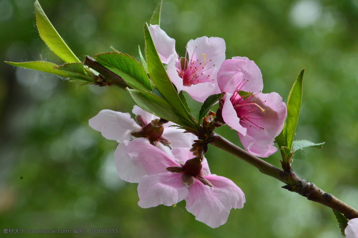 粉红桃花 观赏桃花 花朵 花蕊 花瓣 枝叶 春天 花卉 绿化景观 山桃碧桃 生物世界 花草