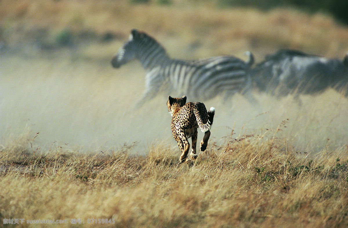 准备 捕食 豹子 动物 野生动物 奔跑 斑马 陆地动物 生物世界