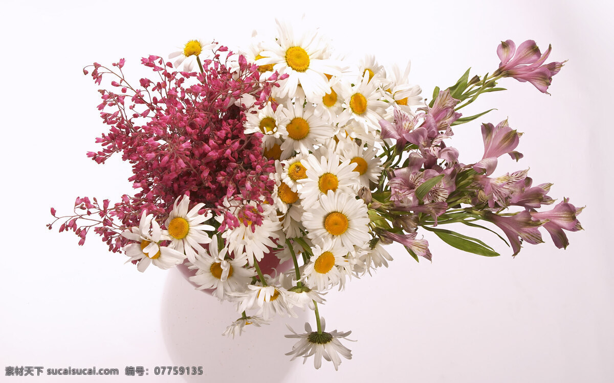 花瓶 插花 小雏菊 白色 红色 花卉 生物世界 花草