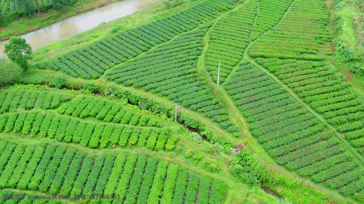 茶园 茶叶 绿色 茶地 背景 自然景观 自然风景