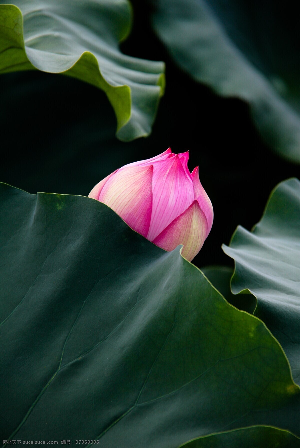 荷花 植物 树叶 树 春天 春色 绿 绿色 夏季 夏 树木 生物世界 花草