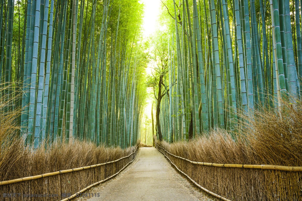 小路 两旁 竹林 竹子 竹子素材 竹子摄影 青竹 竹林背景 小路风景 小路两旁 花草树木 生物世界 视野 树木树叶