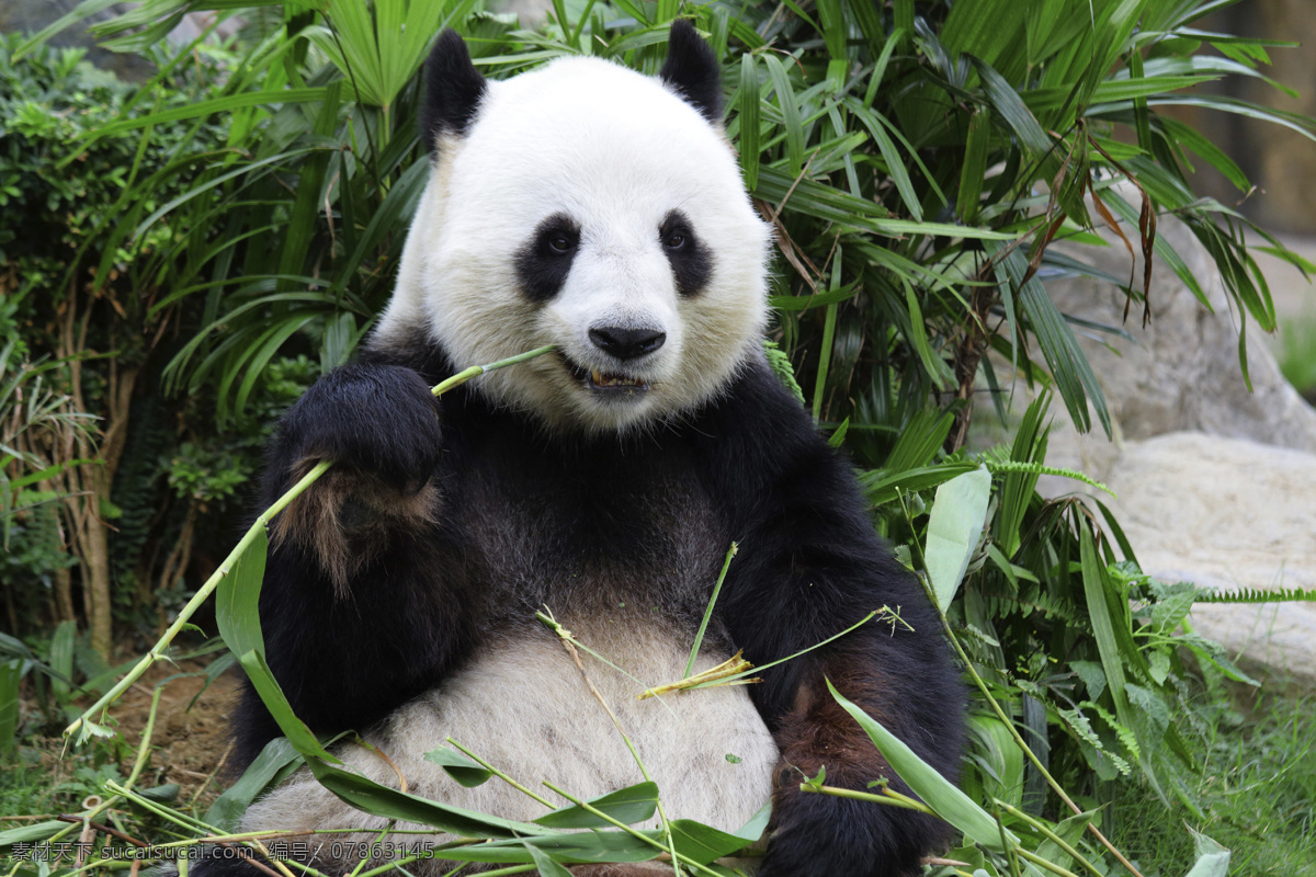 熊猫 四川熊猫基地 国宝 大熊猫 国家级保护 四川 功夫熊猫 可爱 萌 黑白 生物世界 野生动物