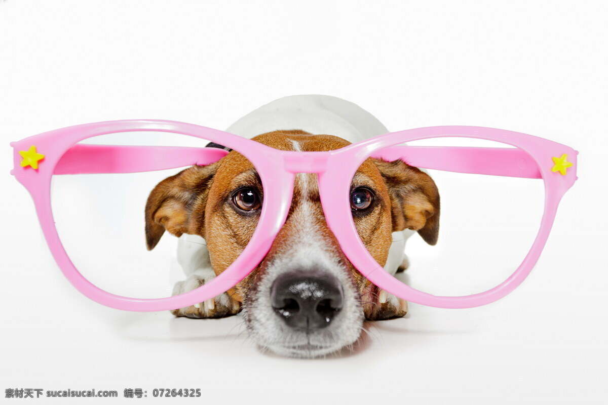 戴 粉红 眼镜框 小狗 可爱的小狗 狗狗 宠物狗 小动物 可爱动物 陆地动物 生物世界 白色