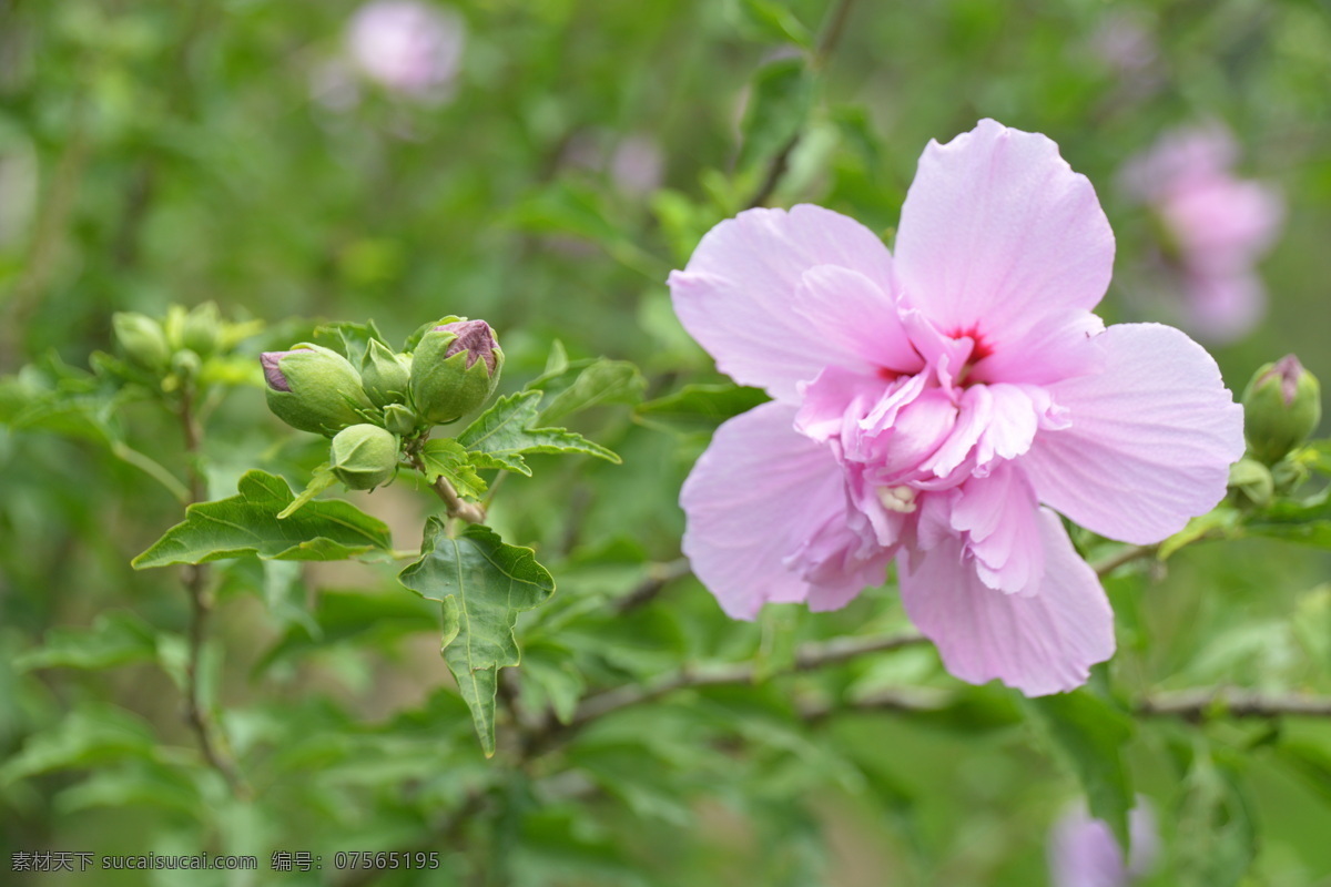 木槿花 木槿 无穷花 花卉 花儿 花草 植物 园林绿化 绿化景观 装饰画 木槿木槿花 生物世界