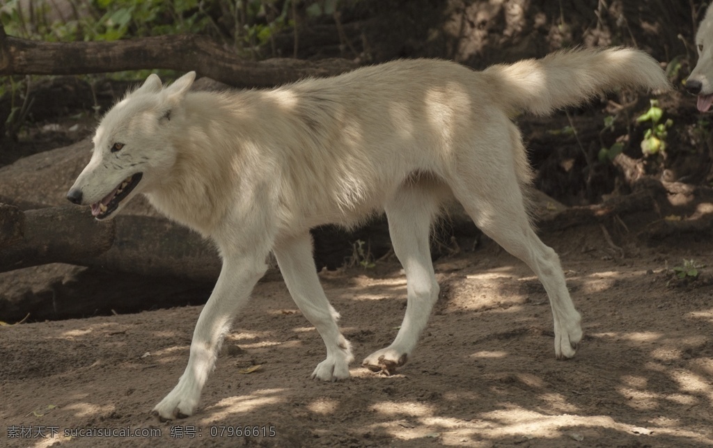 野狼 狼群 白狼 灰狼 头狼 雪狼 小狼 狼崽子 野生动物 生物世界