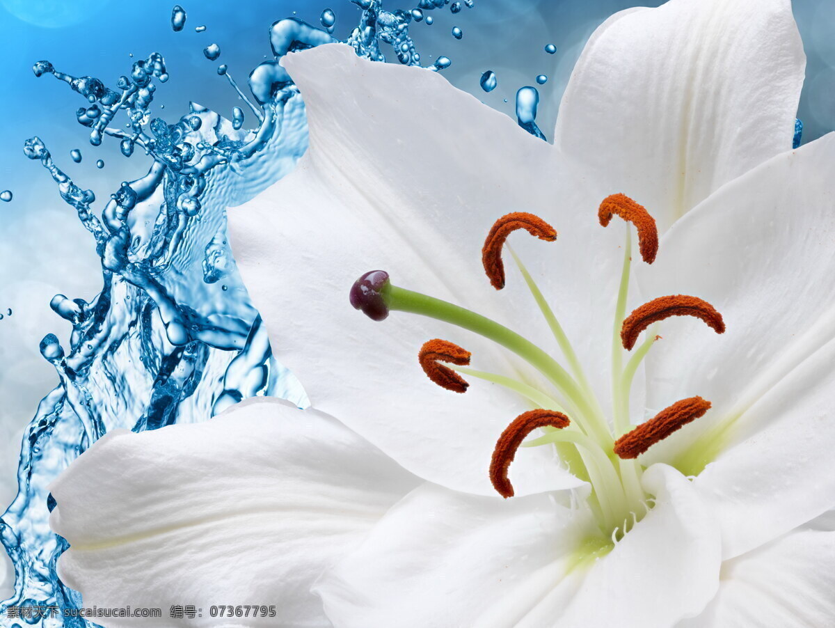唯美 白色 百合花 微距花朵 微距 鲜花 花朵