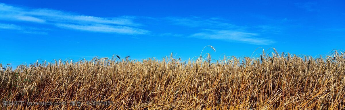 麦地蓝天风景 麦地 麦子 麦田 蓝天 白云 自然风景 自然景观 蓝色