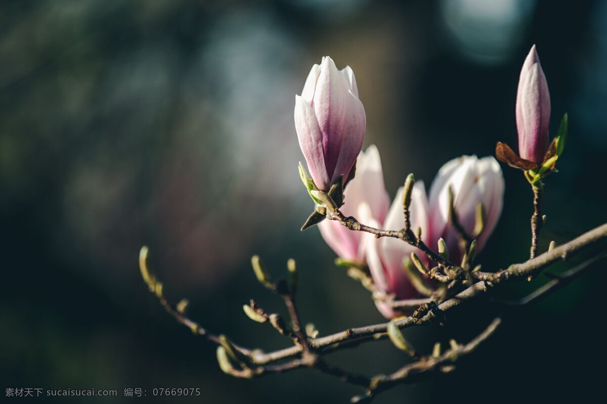 含苞待放 玉兰花 植物 花朵 花卉 辛夷花 生物世界 花草