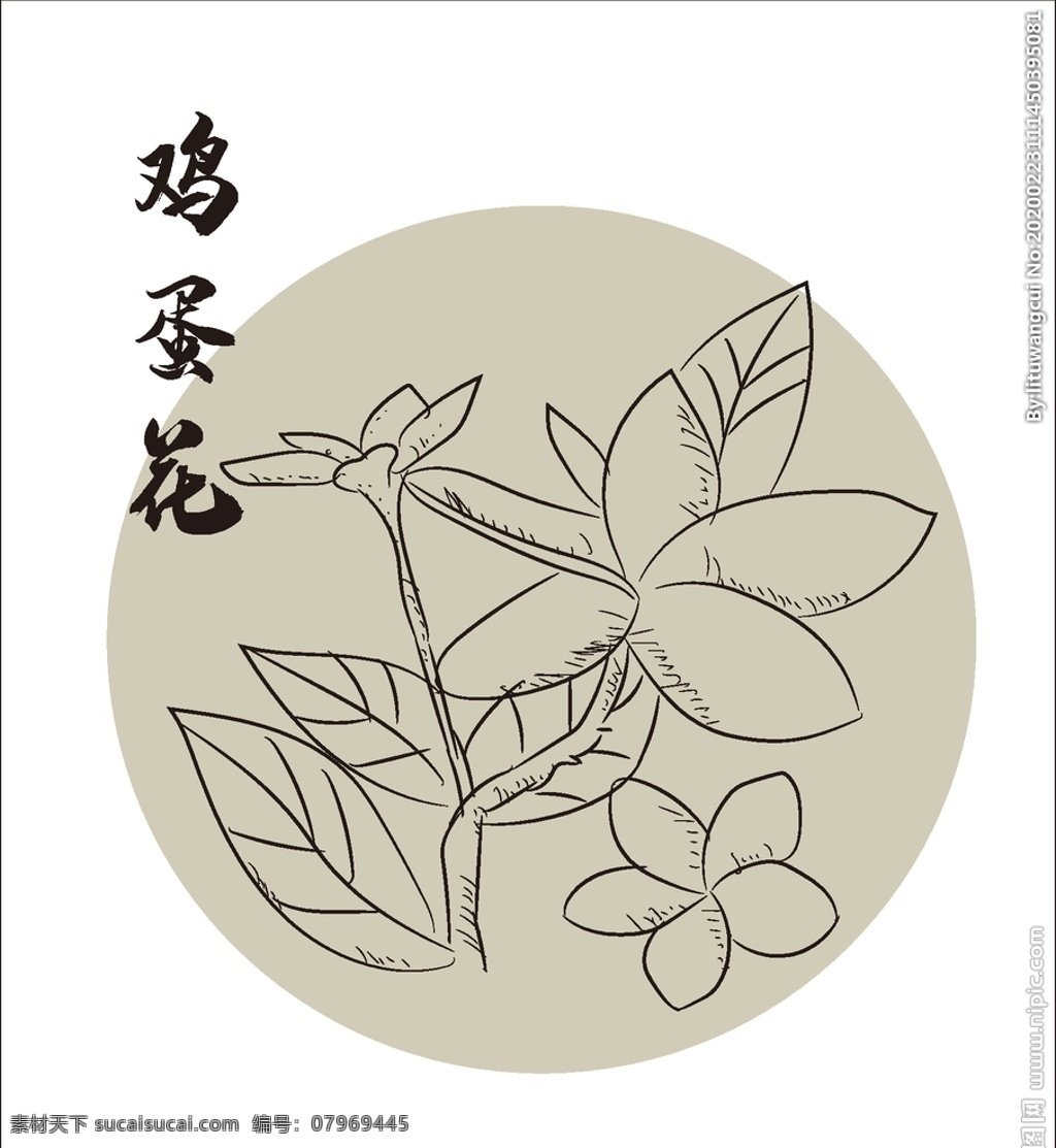 手绘鸡蛋花 矢量鸡蛋花 鸡蛋花 鸡蛋花线条 鸡蛋花花纹 桔鸡蛋花底纹 线条鸡蛋花 手绘花 矢量花 生物世界 花草