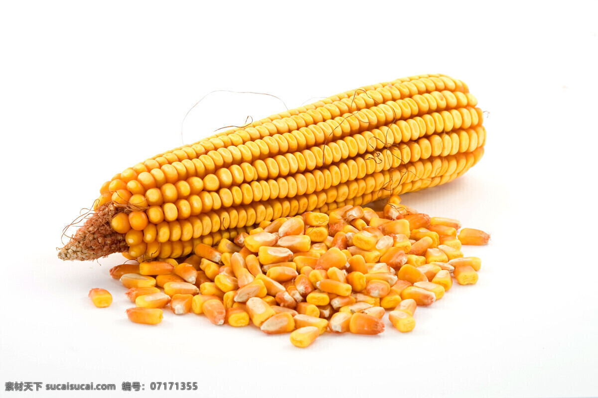 蔬菜 健康 营养 玉米棒 食物 食品 粮食 农产品 包谷 金黄色玉米 玉米地 新鲜玉米 新鲜包谷 新玉米 新上市玉米 苞谷 高清玉米特写 高清玉米 生物世界