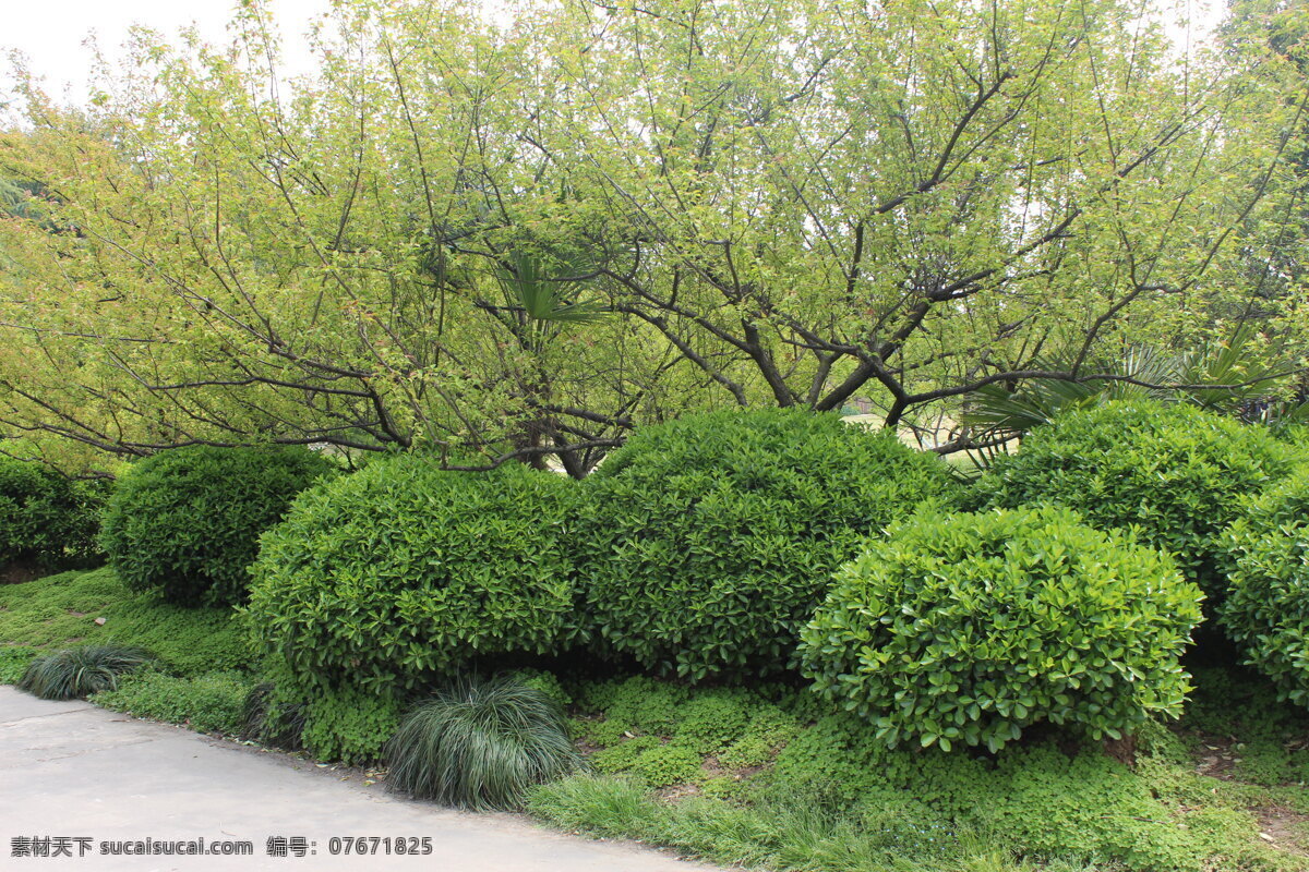 黄杨球 植物景观 灌木 黄杨 绿树叶 景观素材 园林景观素材 树木树叶 生物世界