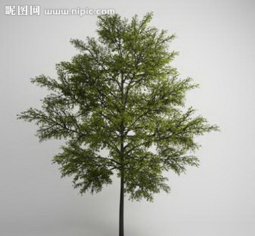 树木 植物模型 景观树木 园林 植物 vray模型 模型 植物模型合辑 展示模型 3d设计模型 源文件 max