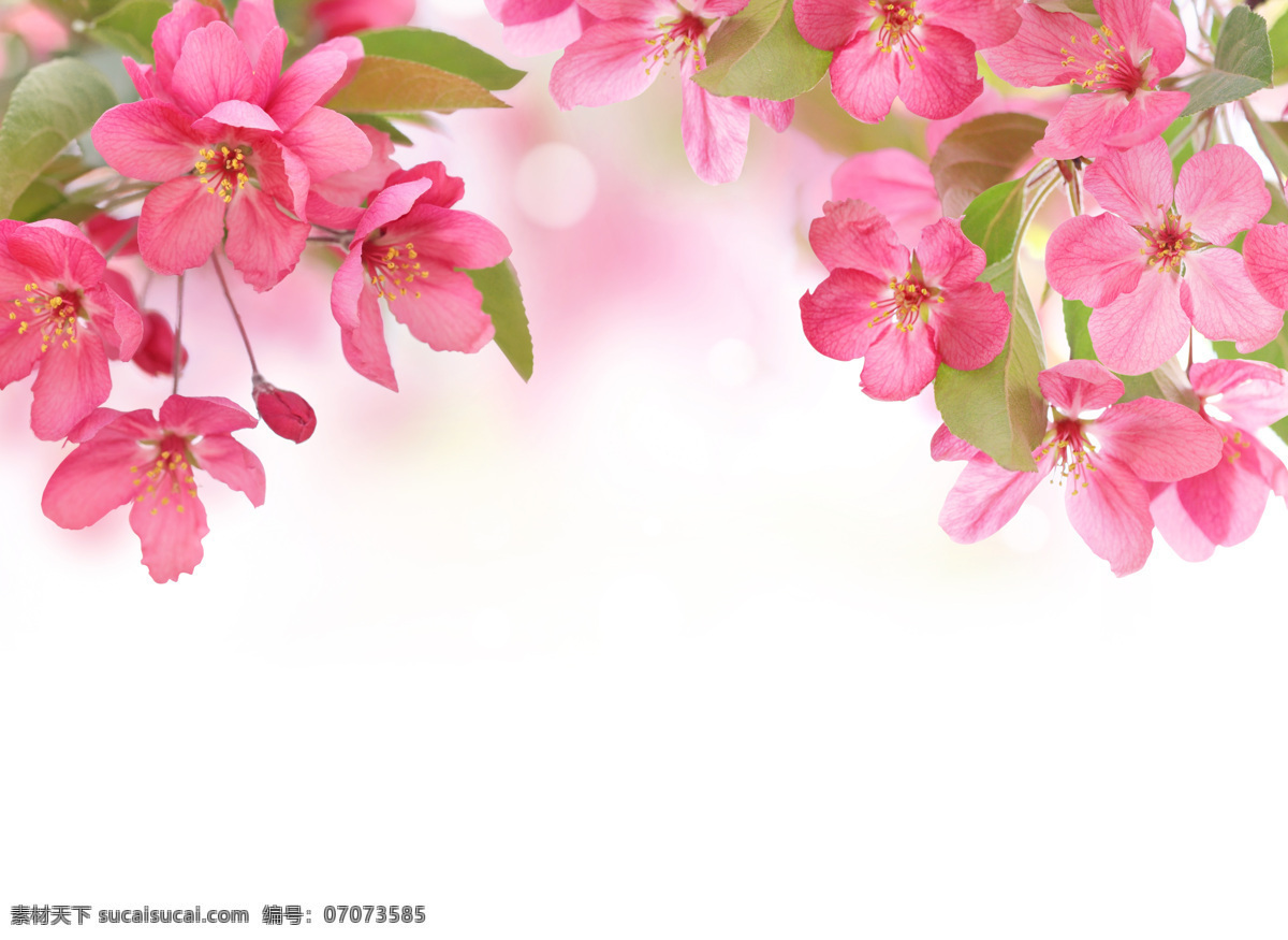 梦幻 粉色 鲜花 背景 花朵 粉色鲜花 光斑 绿叶 梦幻背景 花草树木 生物世界