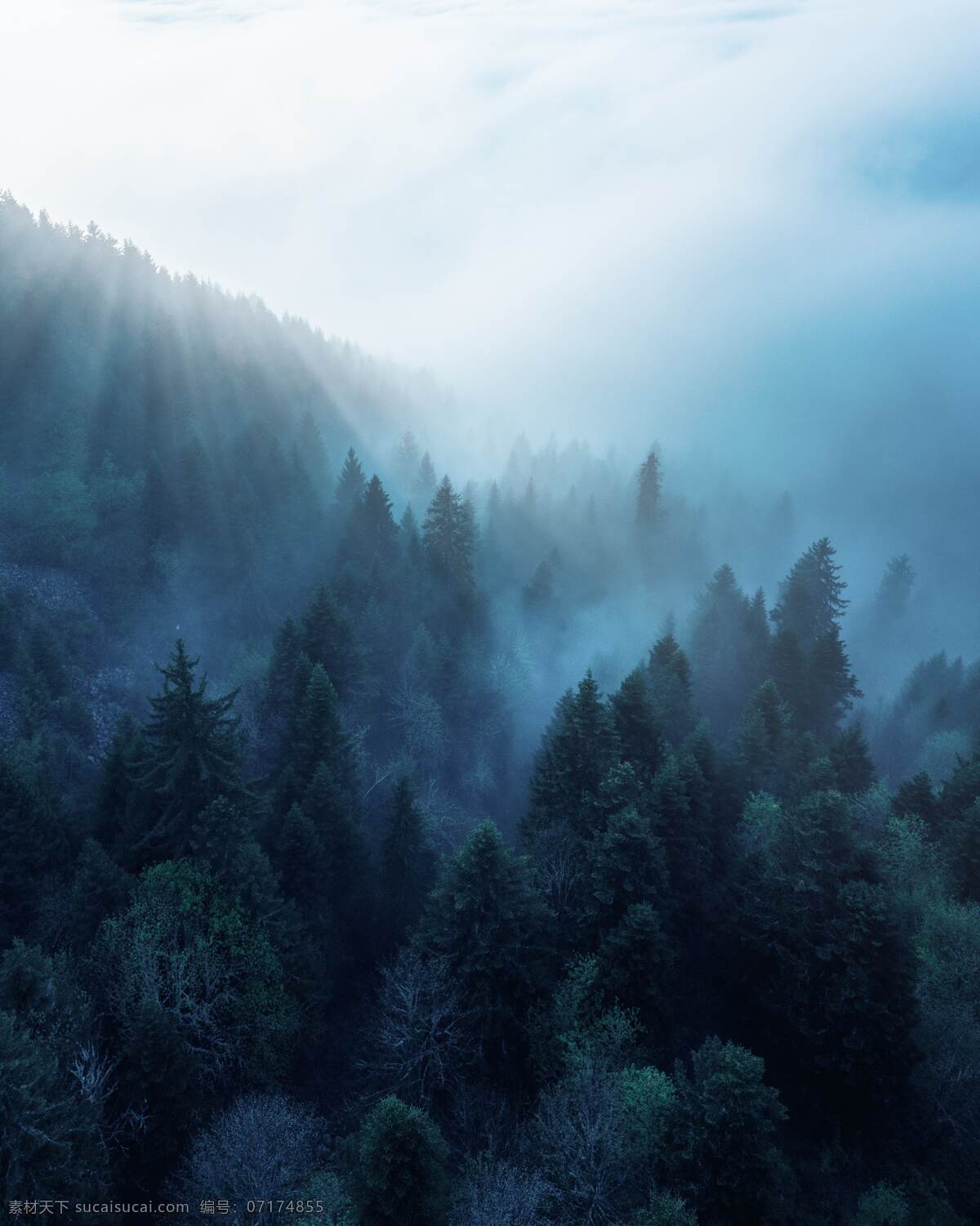 迷雾 迷雾森林 树林 大雾 雾气 云雾 大树 自然景观 自然风景