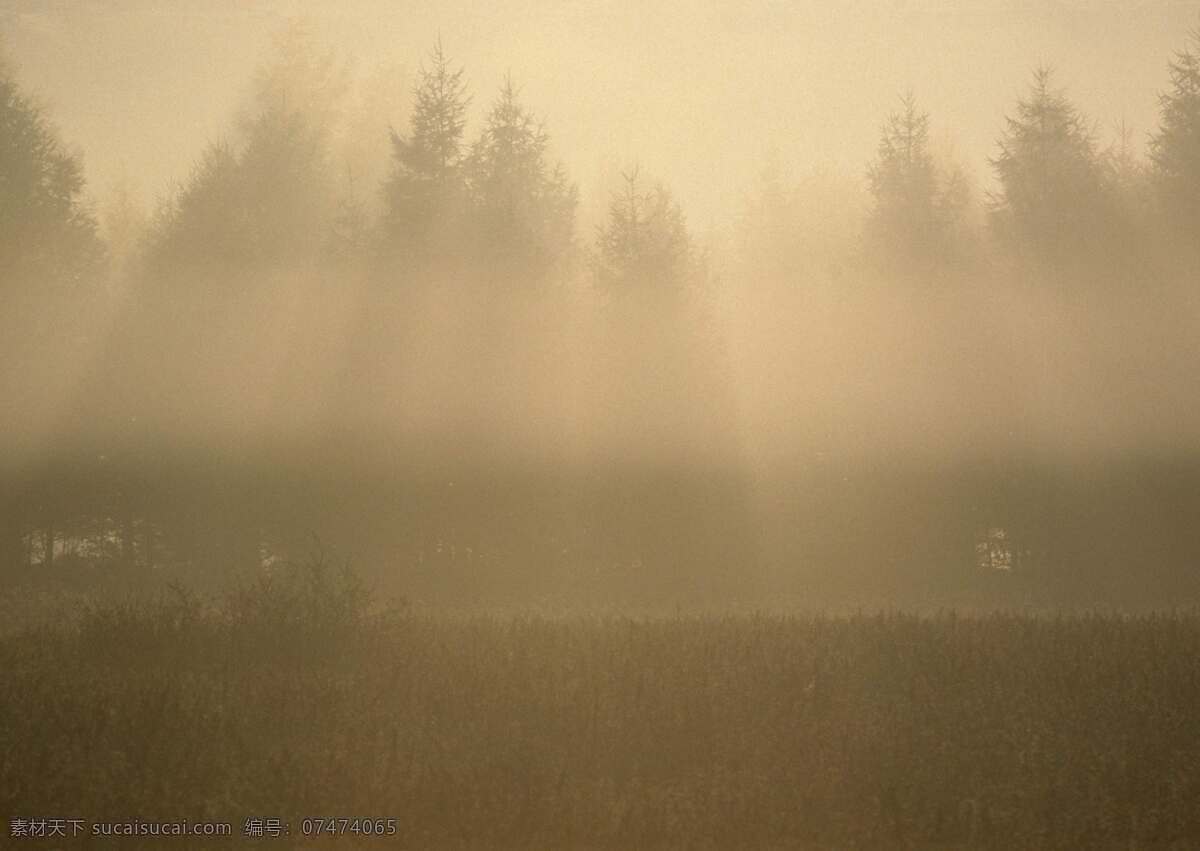 迷雾 清晨 光线 剪影 树 褐色 风景 生活 旅游餐饮